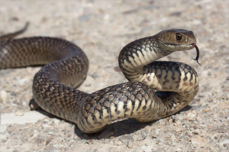 Tổng hợp các con số lô đề liên quan đến mơ thấy giết rắn để mang về nhiều tài lộc