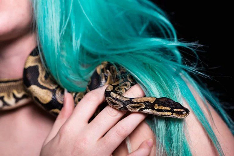 Từ xưa, rắn vẫn luôn được biết đến là một loài động vật nguy hiểm